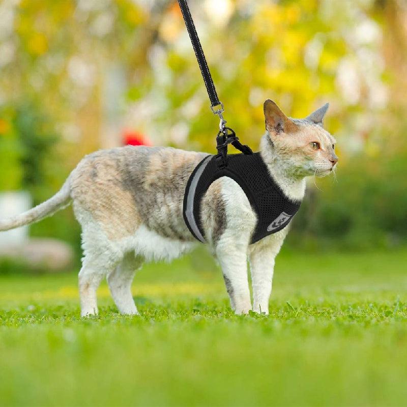 Super-Breathable Pet Harness & Leash Set – Stylish & Secure Control!