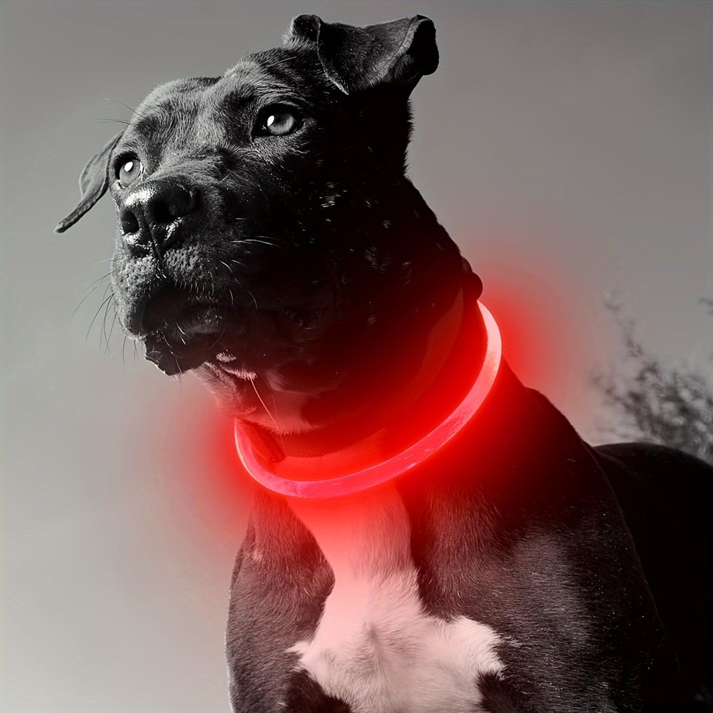 GlowGuard: USB Rechargeable LED Dog Collar with 360° Visibility