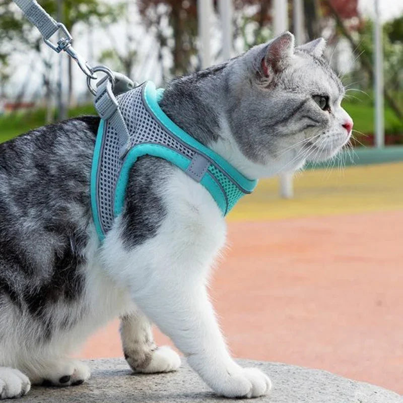 WalkPro: Deluxe Adjustable Pet Set