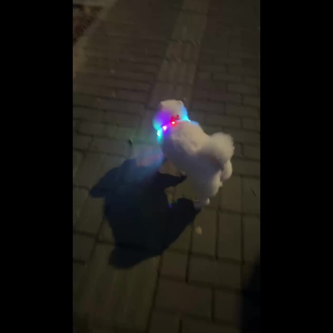 GlowPaws: USB Rechargeable LED Dog Collar for Night Visibility