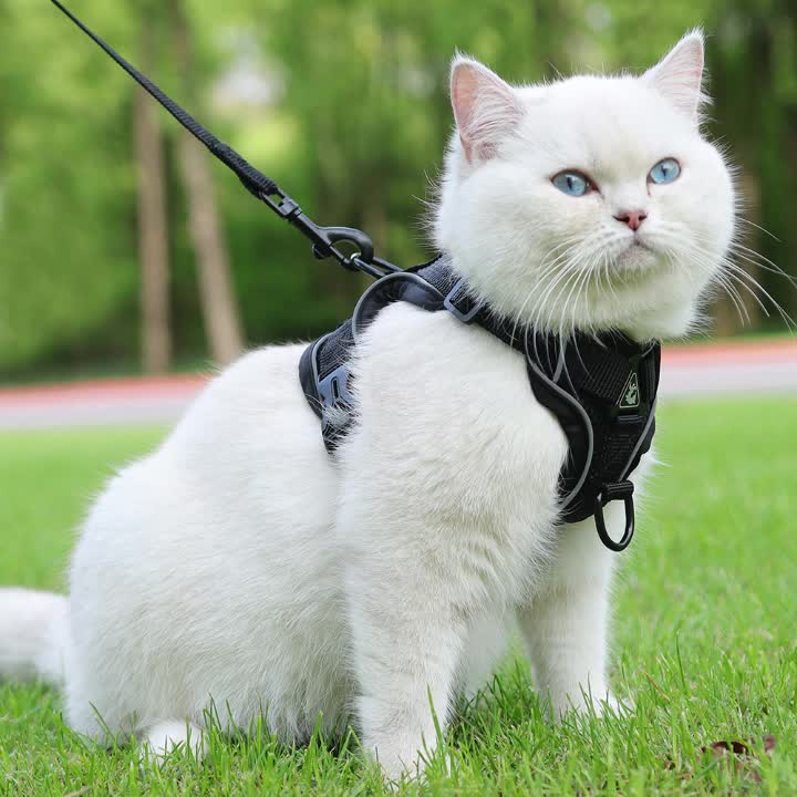 Reflective Cat Harness & Leash Set – Walks, Training, and Adventures Made Safe